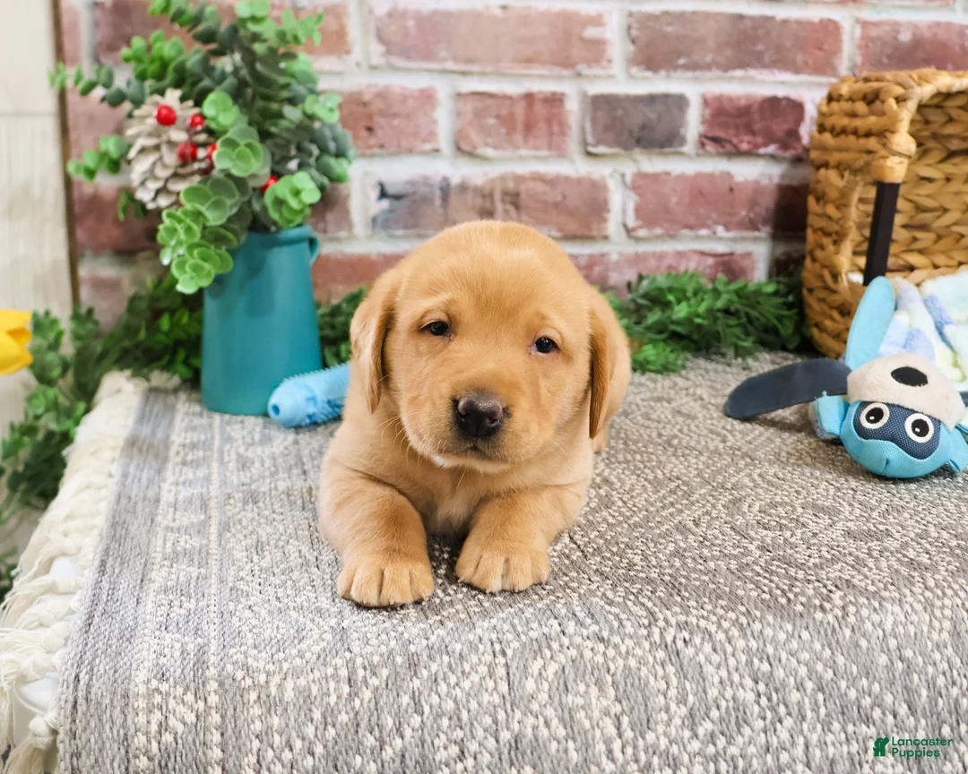 Labrador Retriever dogs for sale: Dustin - Ad 1