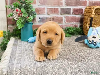 Labrador Retriever dogs Dustin - Ad 24