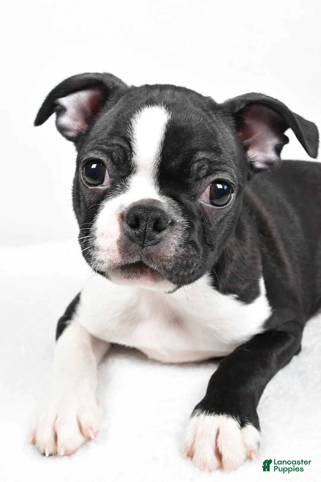 Boston Terrier dogs for sale: Gus - Ad 5