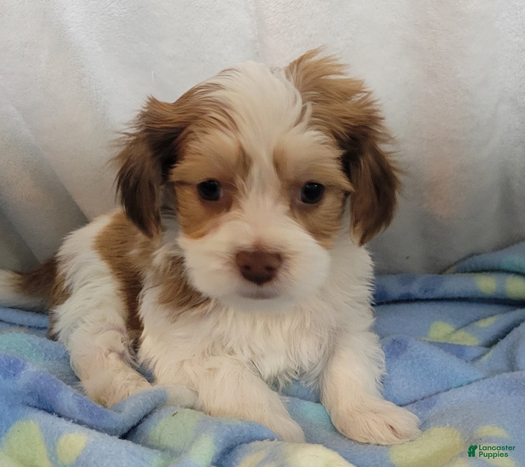 Mixed Breed dogs for sale:  coco1 - Ad 2