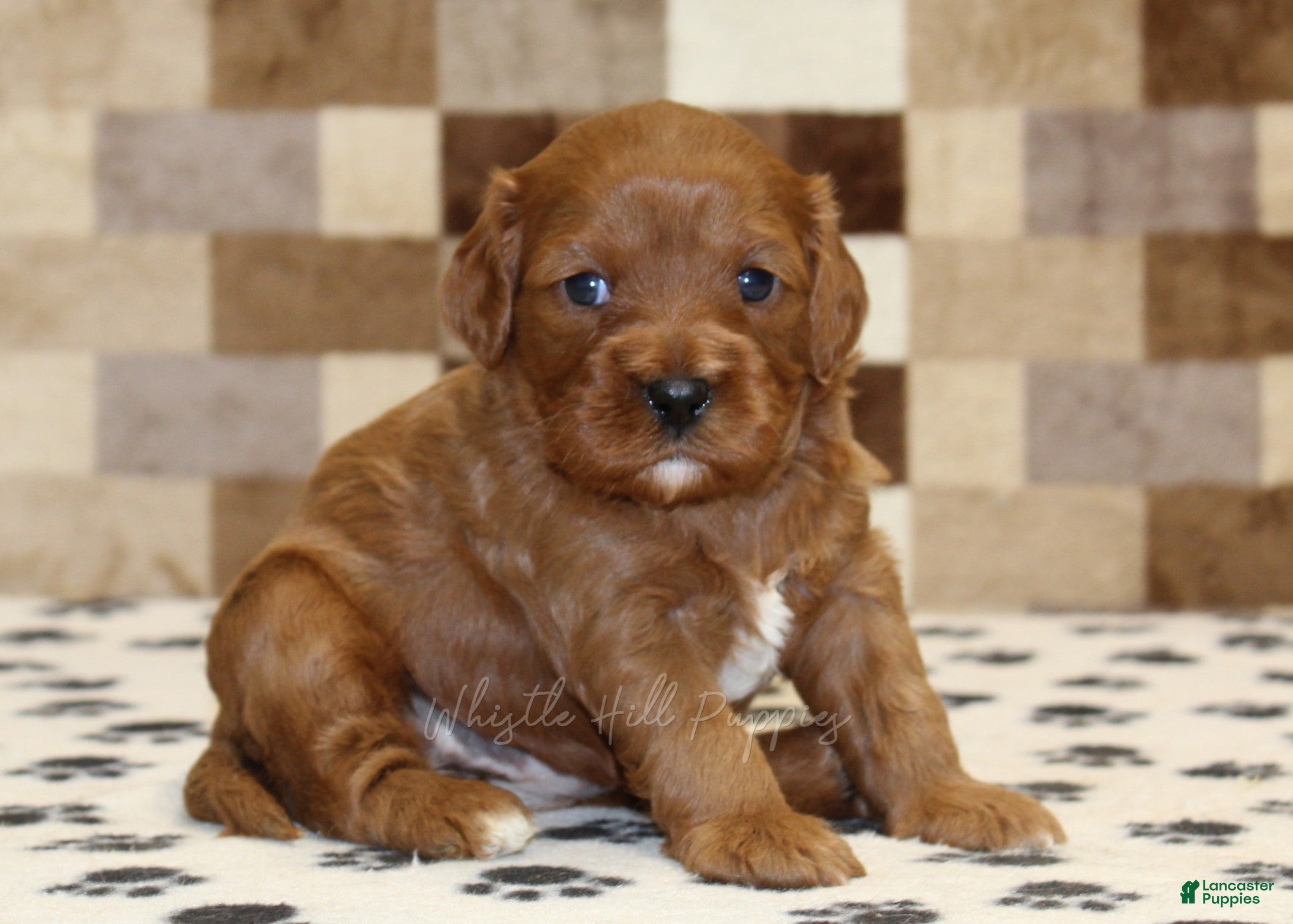 Cavapoo dogs Ginger - Ad 1