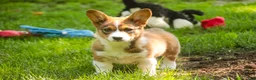 Welsh Corgi Pembroke dogs for sale: Giselle - Ad 6