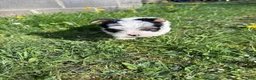 Yorkshire Terrier dogs for sale: Yorkshire Terrier 1 - Ad 2