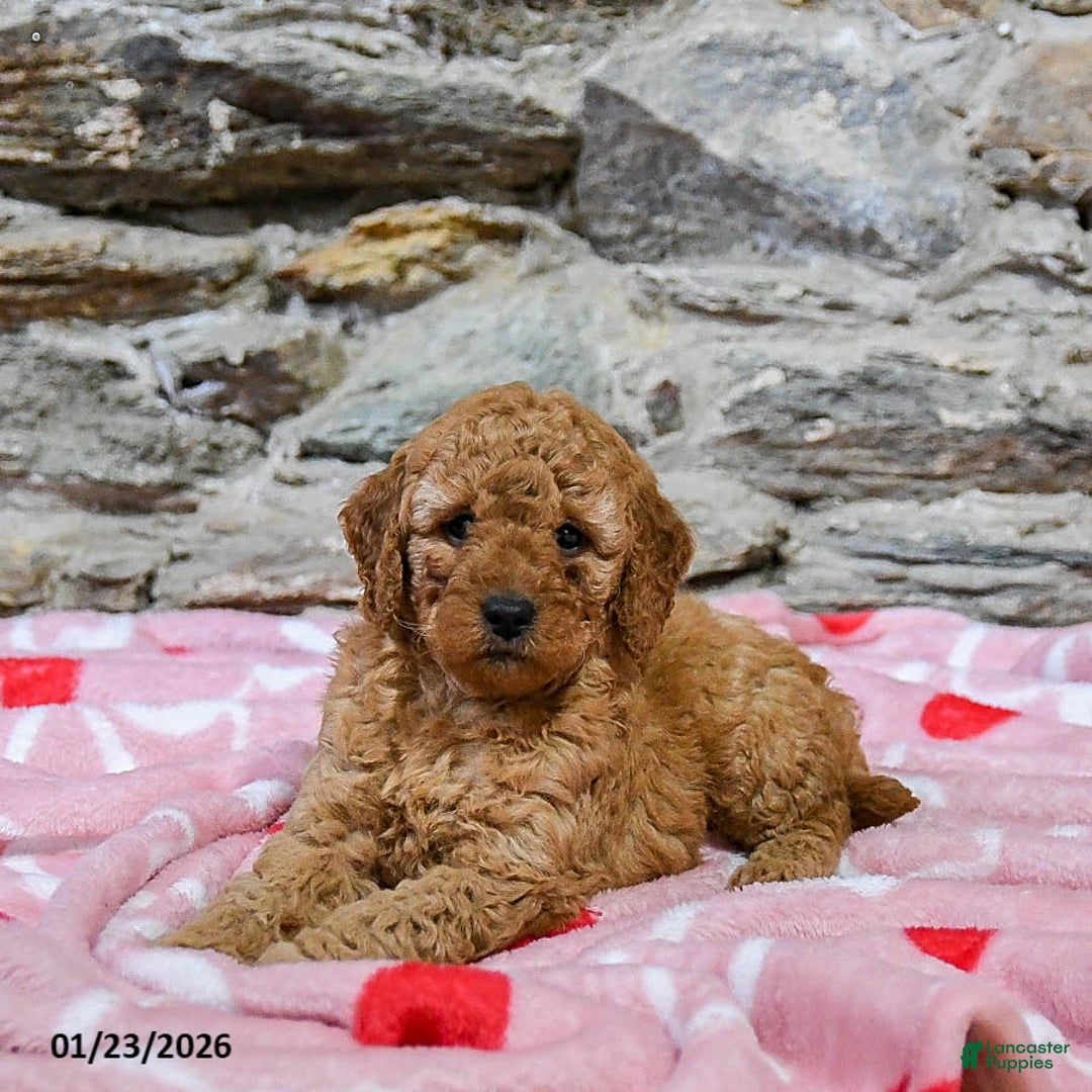 Mini Goldendoodle dogs for sale: Caramel - Ad 1