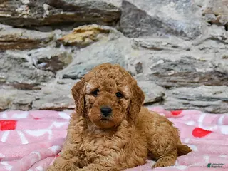 Mini Goldendoodle dogs Caramel - Ad 41
