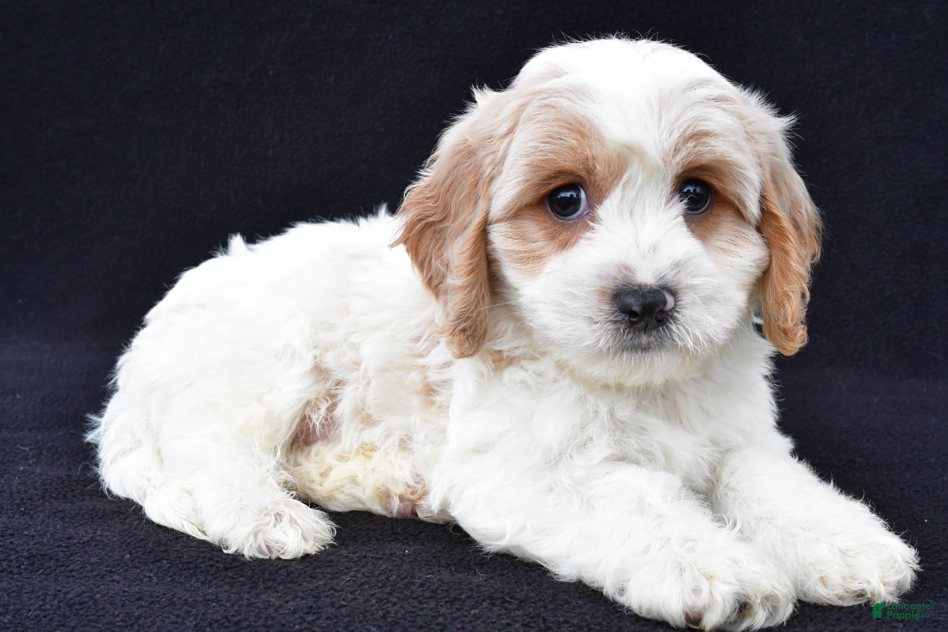 Cavachon dogs Loran - Ad 2