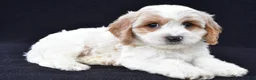 Cavachon dogs for sale: Loran - Ad 2