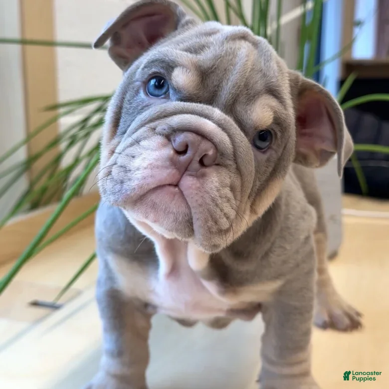 English Bulldog dogs English Bulldog Puppy 2 - Ad 7