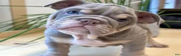 English Bulldog dogs for sale: English Bulldog Puppy 2 - Ad 1