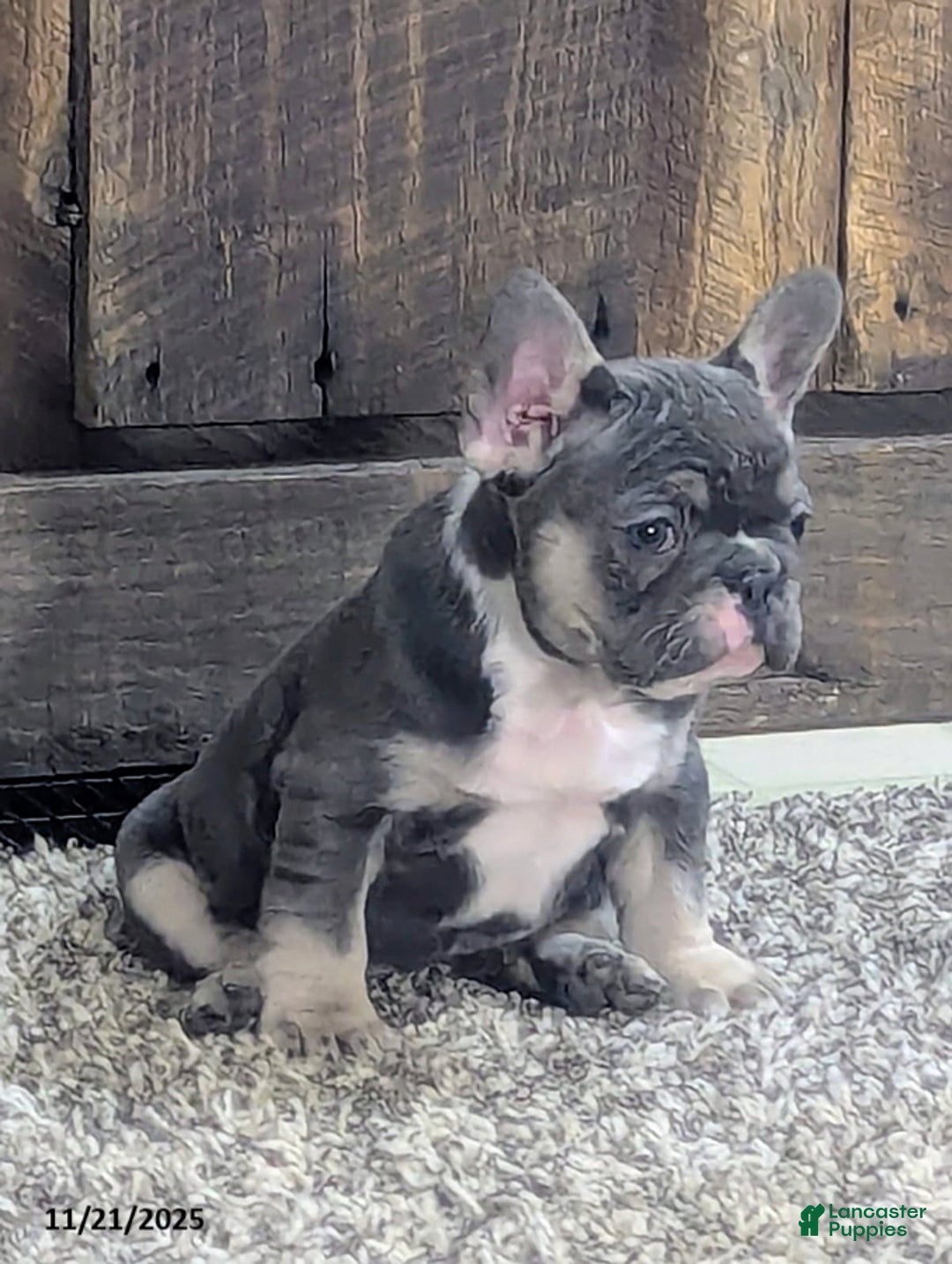 French Bulldog dogs for sale: Allie - Ad 3