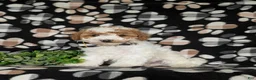 Miniature Poodle dogs for sale: Lochlain - Ad 3