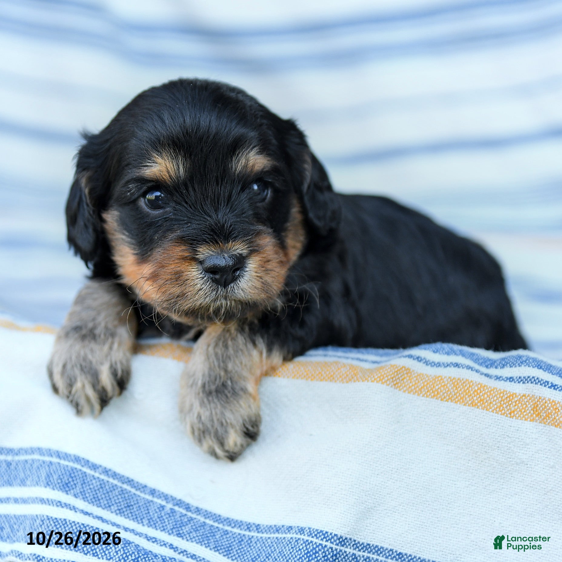Cavapoo dogs for sale: Kaden - Ad 2