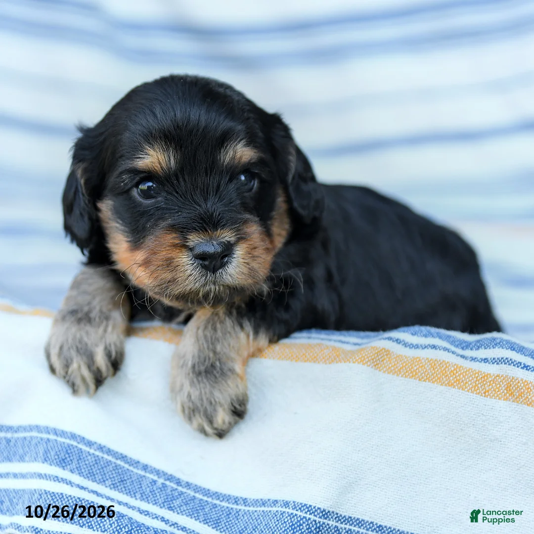 Cavapoo dogs for sale: Kaden - Ad 2