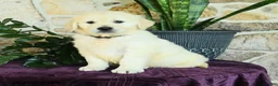 Golden Retriever dogs for sale: David - Ad 3