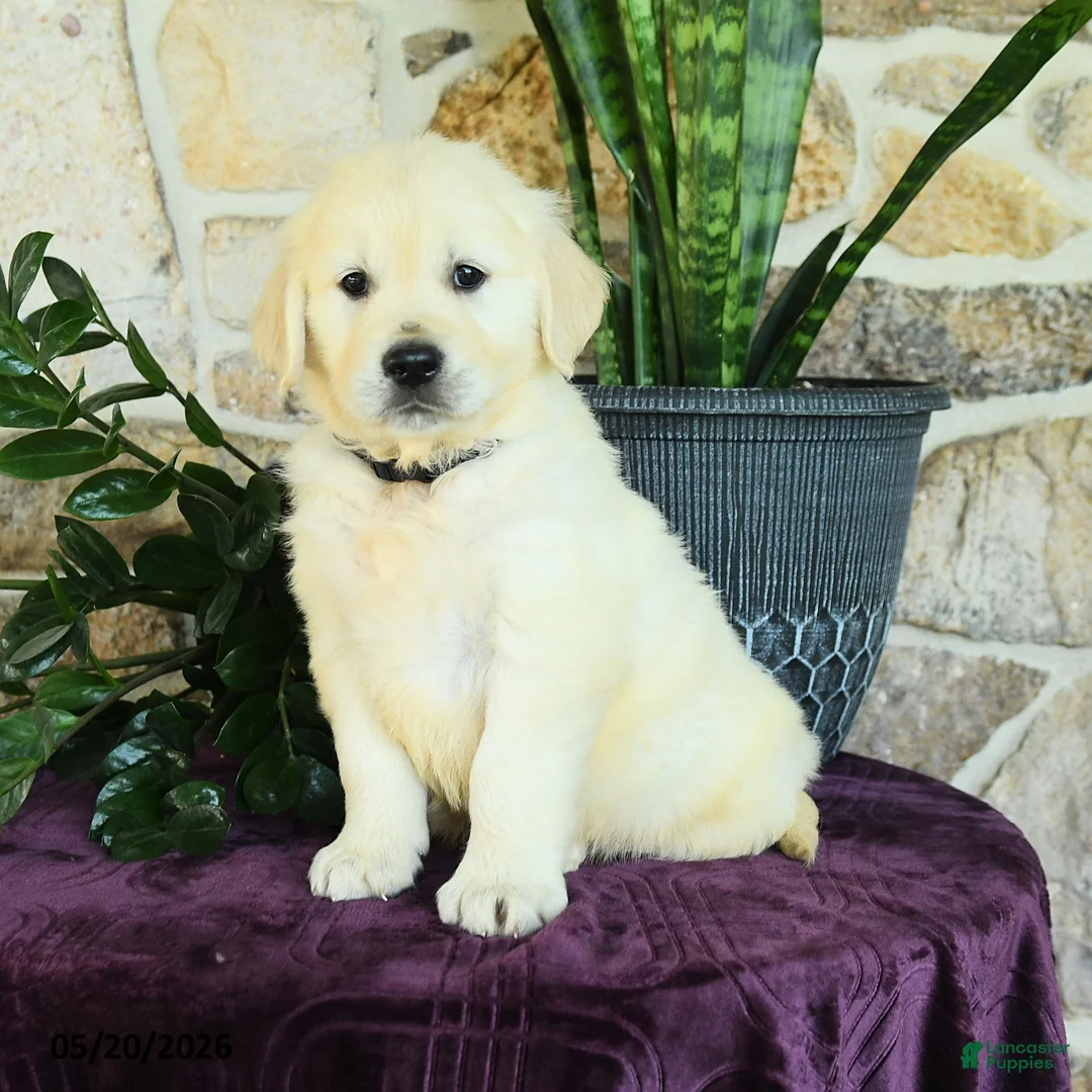 Golden Retriever dogs for sale: David - Ad 3