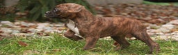 Boxer dogs for sale: Elsie - Ad 6