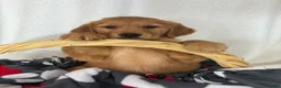 Golden Retriever dogs for sale: Gwen - Ad 2