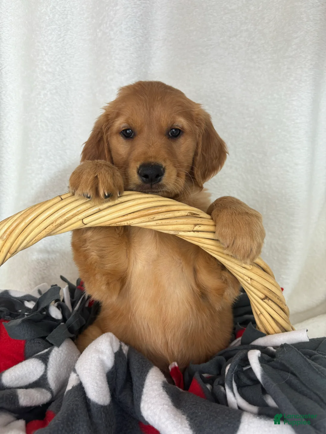 Golden Retriever dogs for sale: Gwen - Ad 2