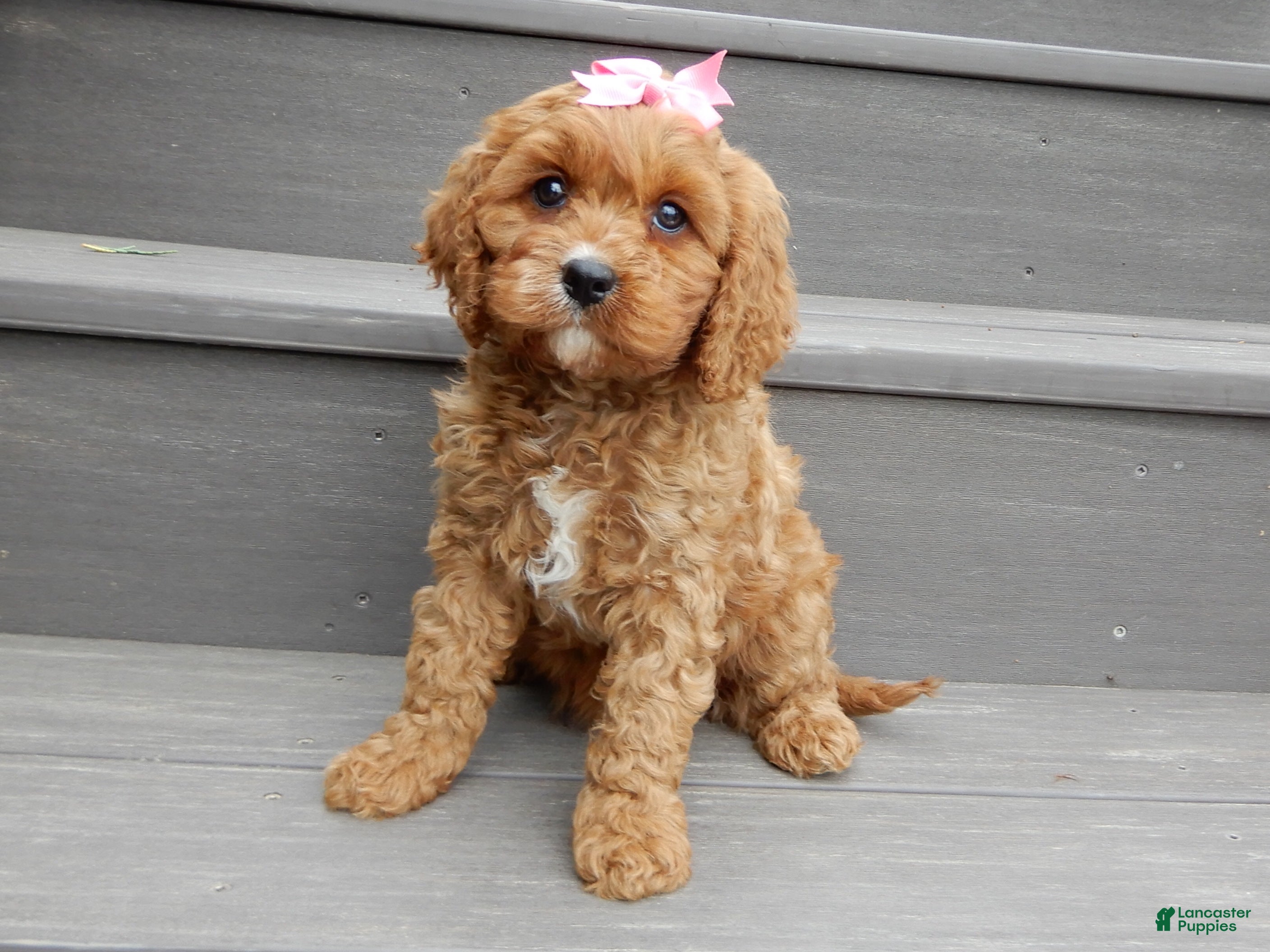 Cavapoo dogs Miley - Ad 1