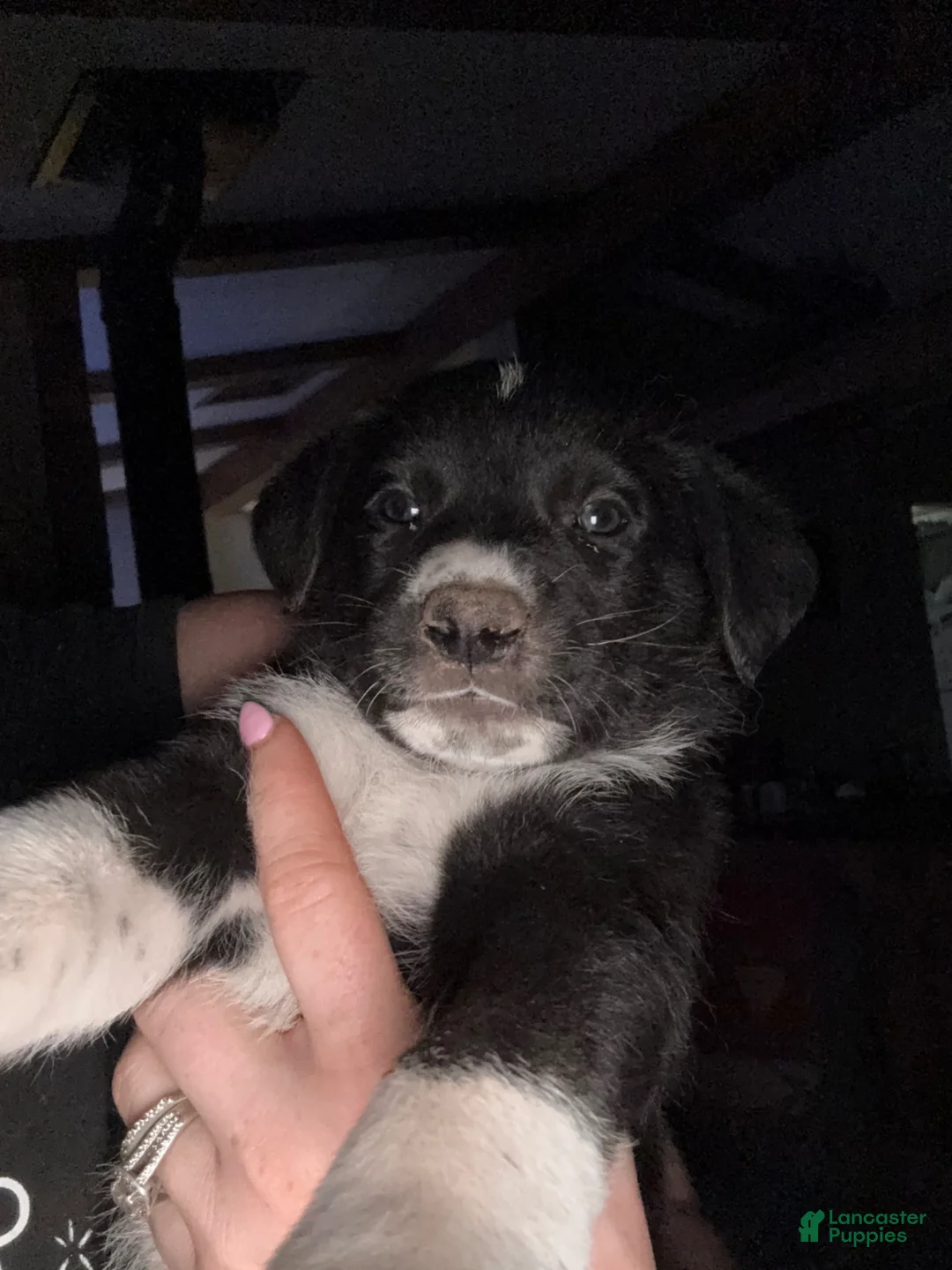 Mixed Breed dogs for sale: Mixed Breed Puppy 2 - Ad 1
