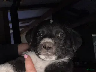 Mixed Breed dogs Mixed Breed Puppy 2 - Ad 11