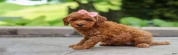 Maltipoo dogs for sale: Indie - Ad 2