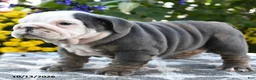 English Bulldog dogs for sale: Tallulah - Ad 5