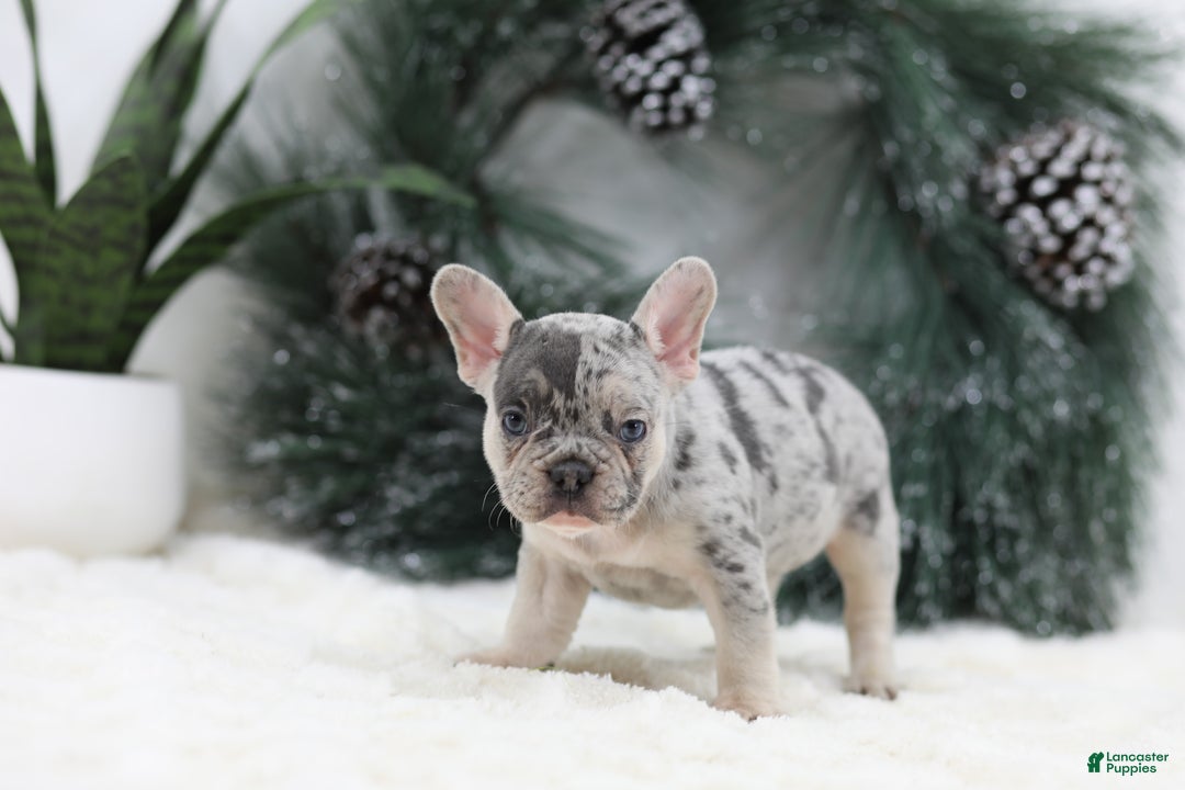 French Bulldog dogs for sale: Marco - Ad 10