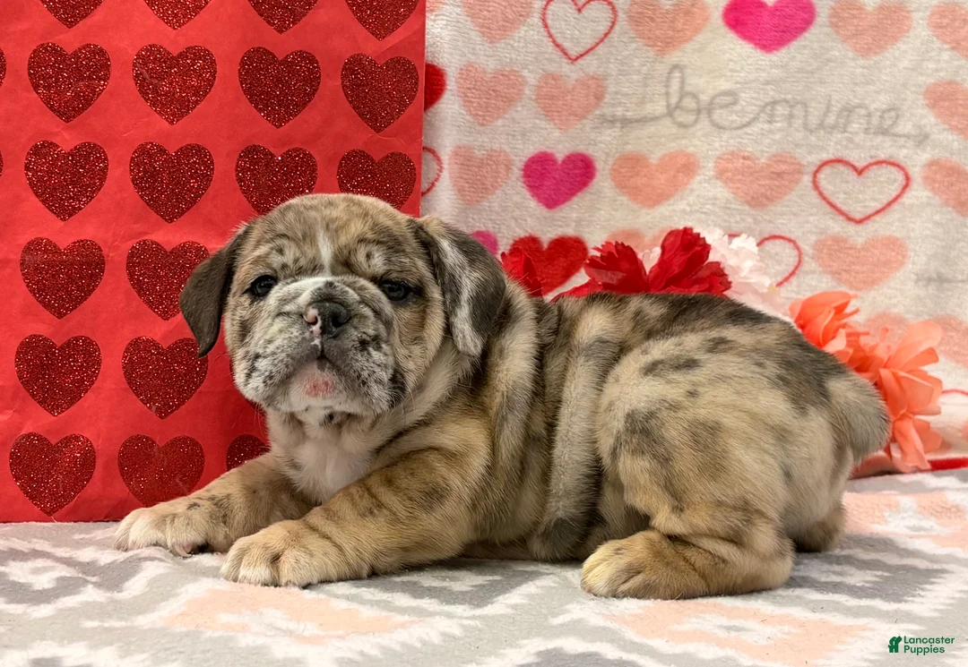 English Bulldog dogs for sale: Sweetie - Ad 2