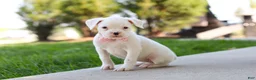 Boxer dogs for sale: Lexie - Ad 5