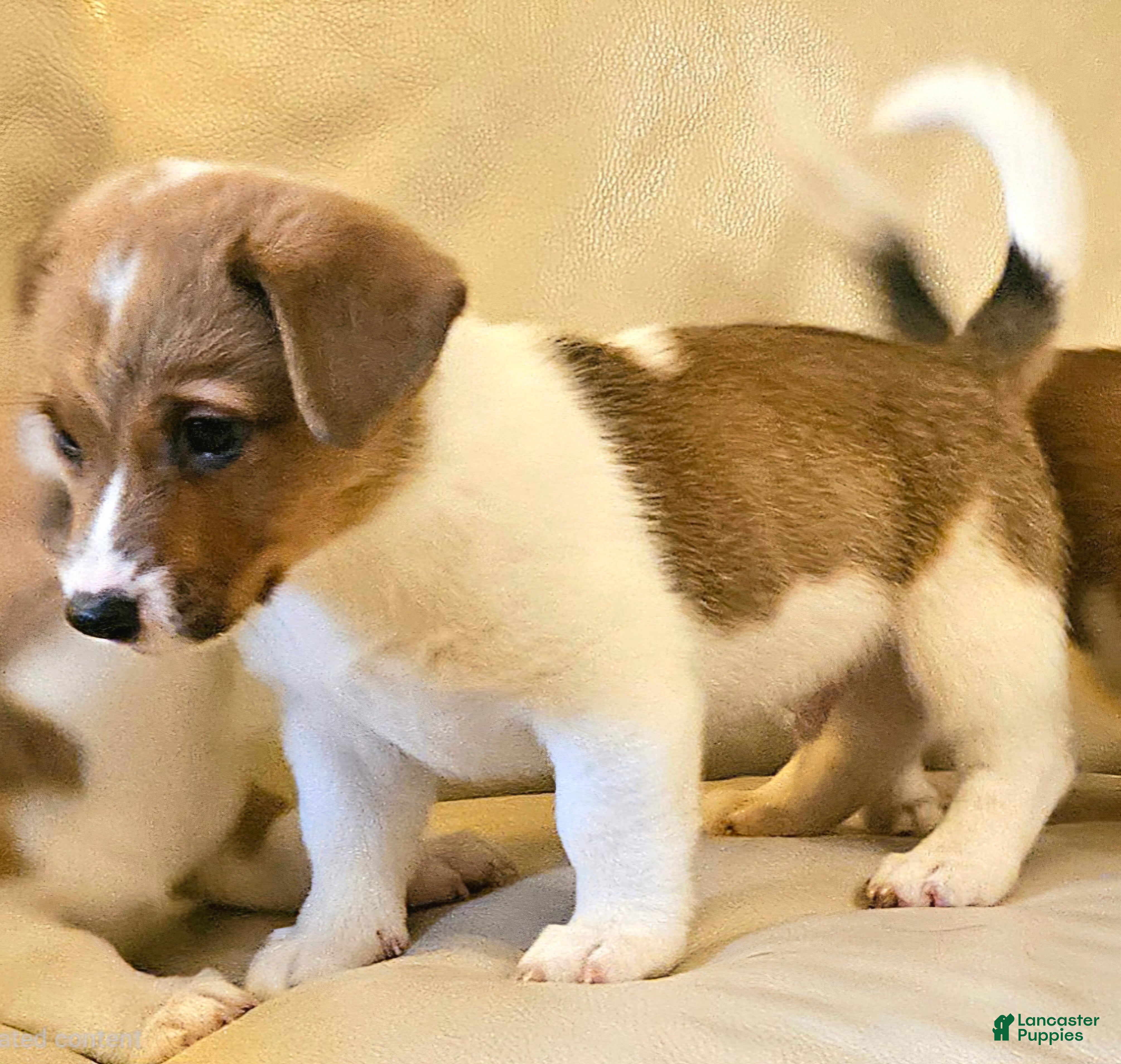 Mixed Breed dogs Orpheus - Ad 1