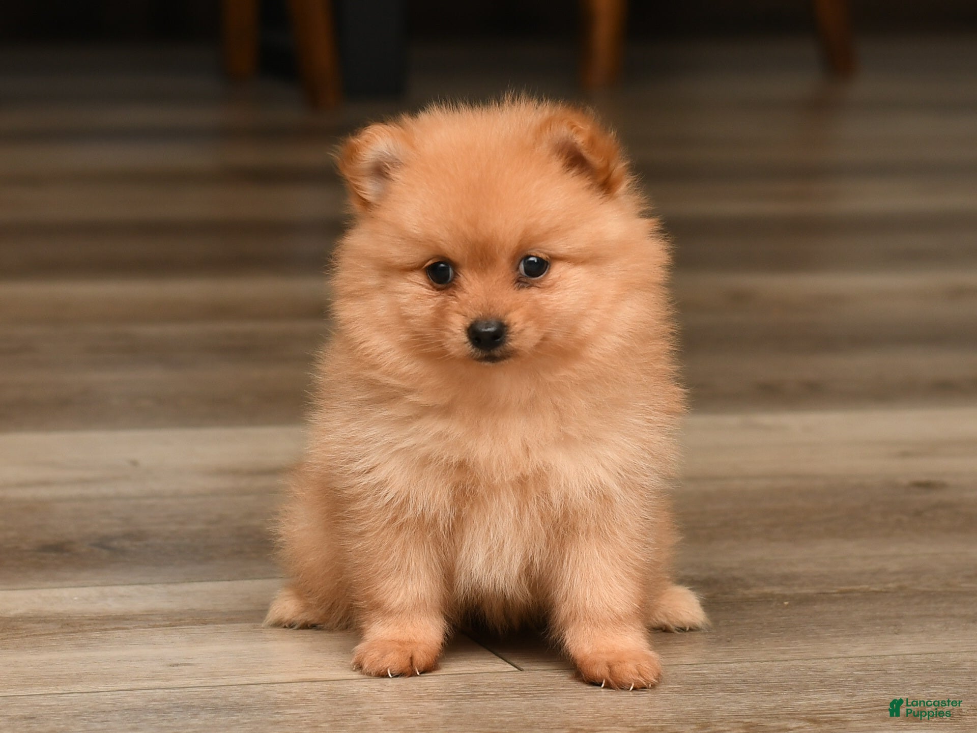 Pomeranian dogs Daisy - Ad 1
