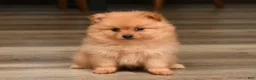 Pomeranian dogs for sale: Daisy - Ad 1