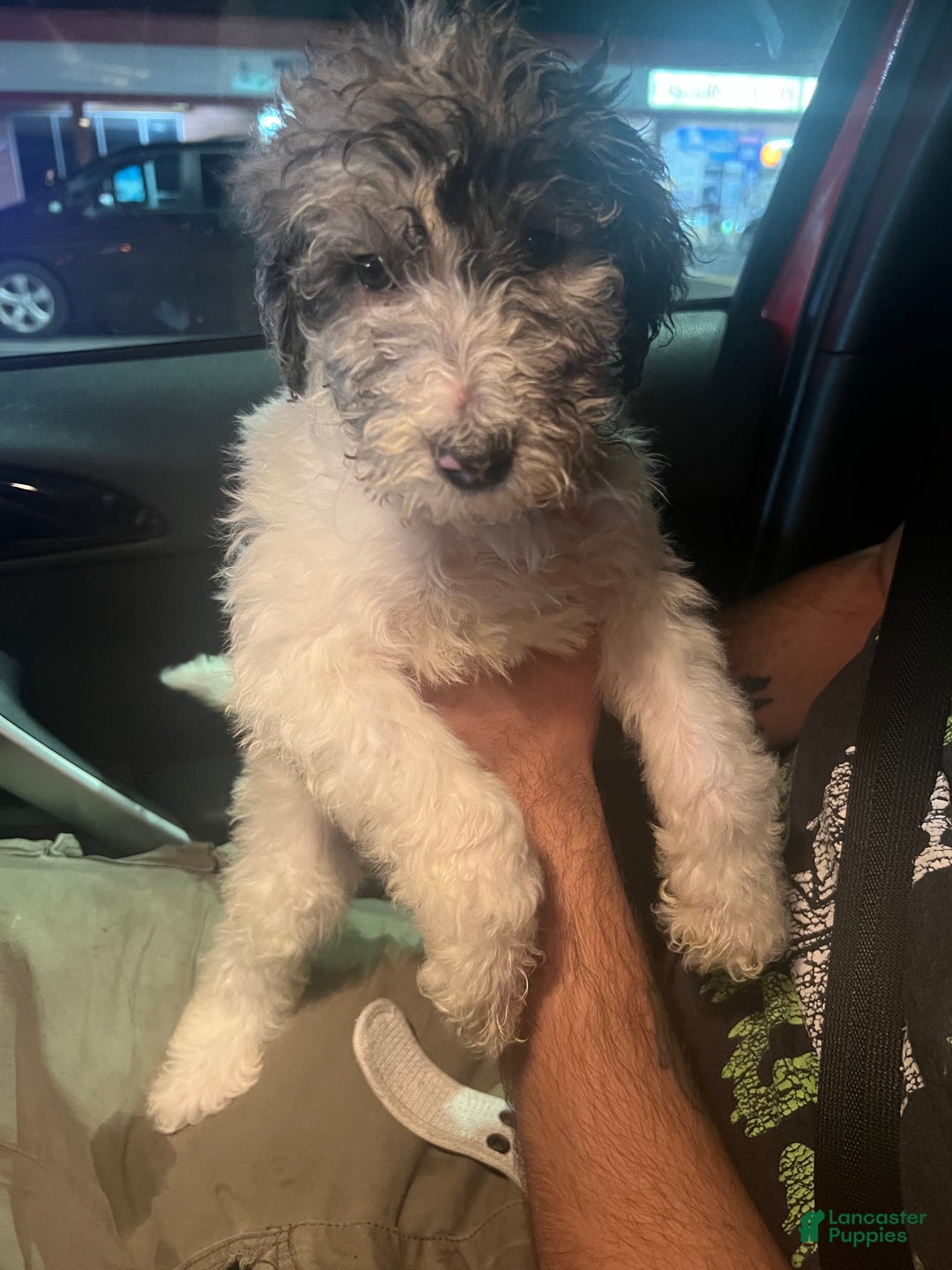 Standard Poodle dogs for sale: Standard Poodle Puppy 8 - Ad 11