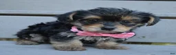 Yorkiepoo dogs for sale: Tiny Stella - Ad 8