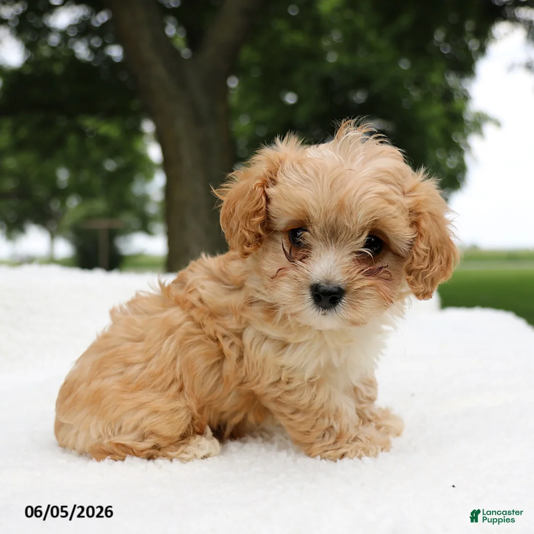 Cavapoo dogs for sale: Teddy - Ad 3