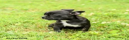 Frenchton dogs for sale: Dakota - Ad 4