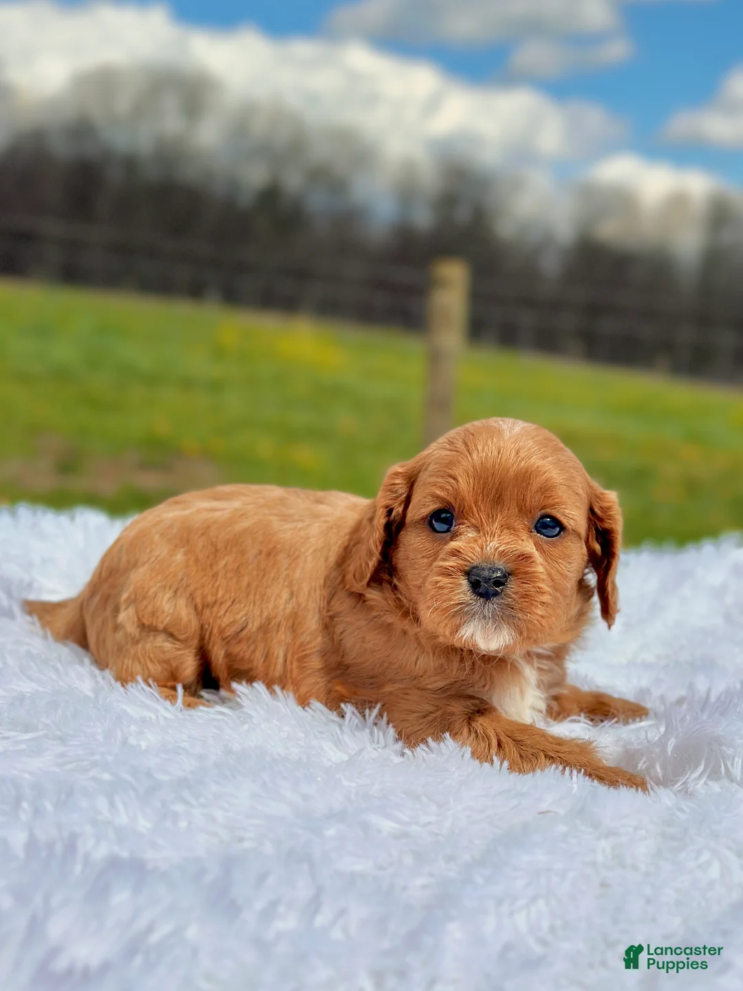 Cavapoo dogs for sale: Johnny - Ad 2