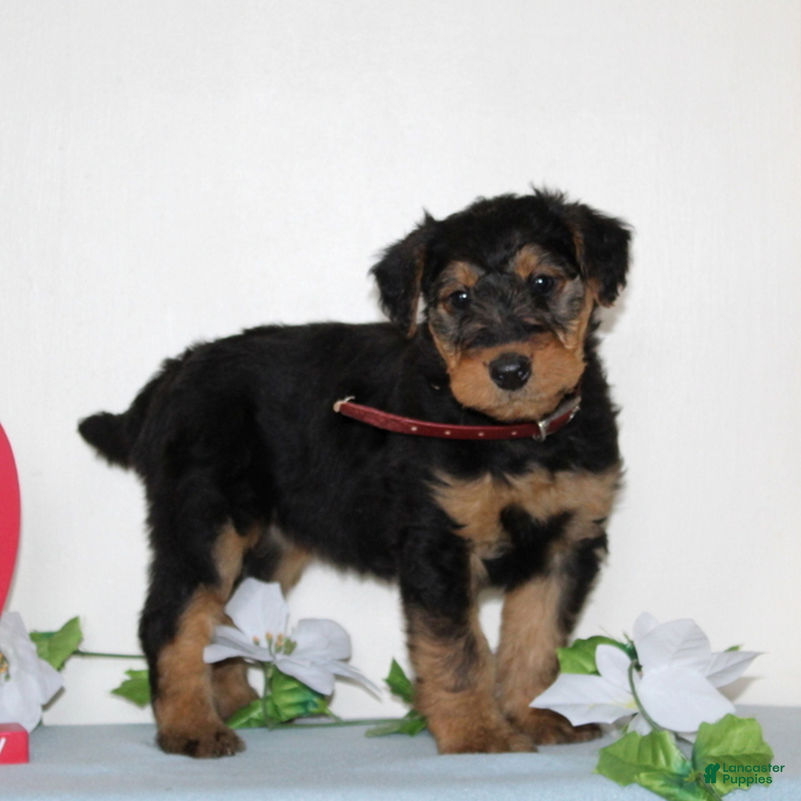 Airedale Terrier dogs Sophie  - Ad 2