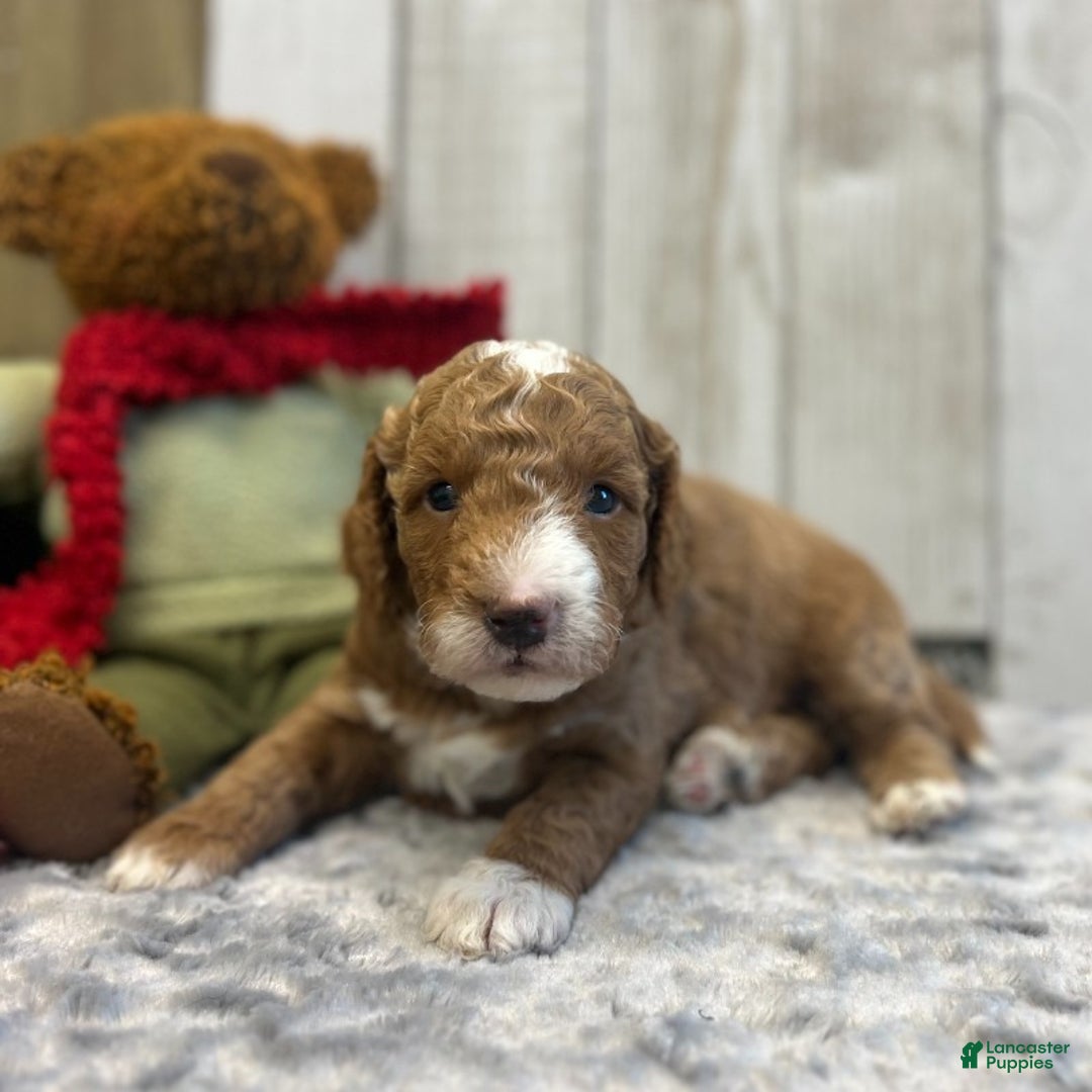 Goldendoodle dogs for sale: Bravo (Miniature Boy) - Ad 4