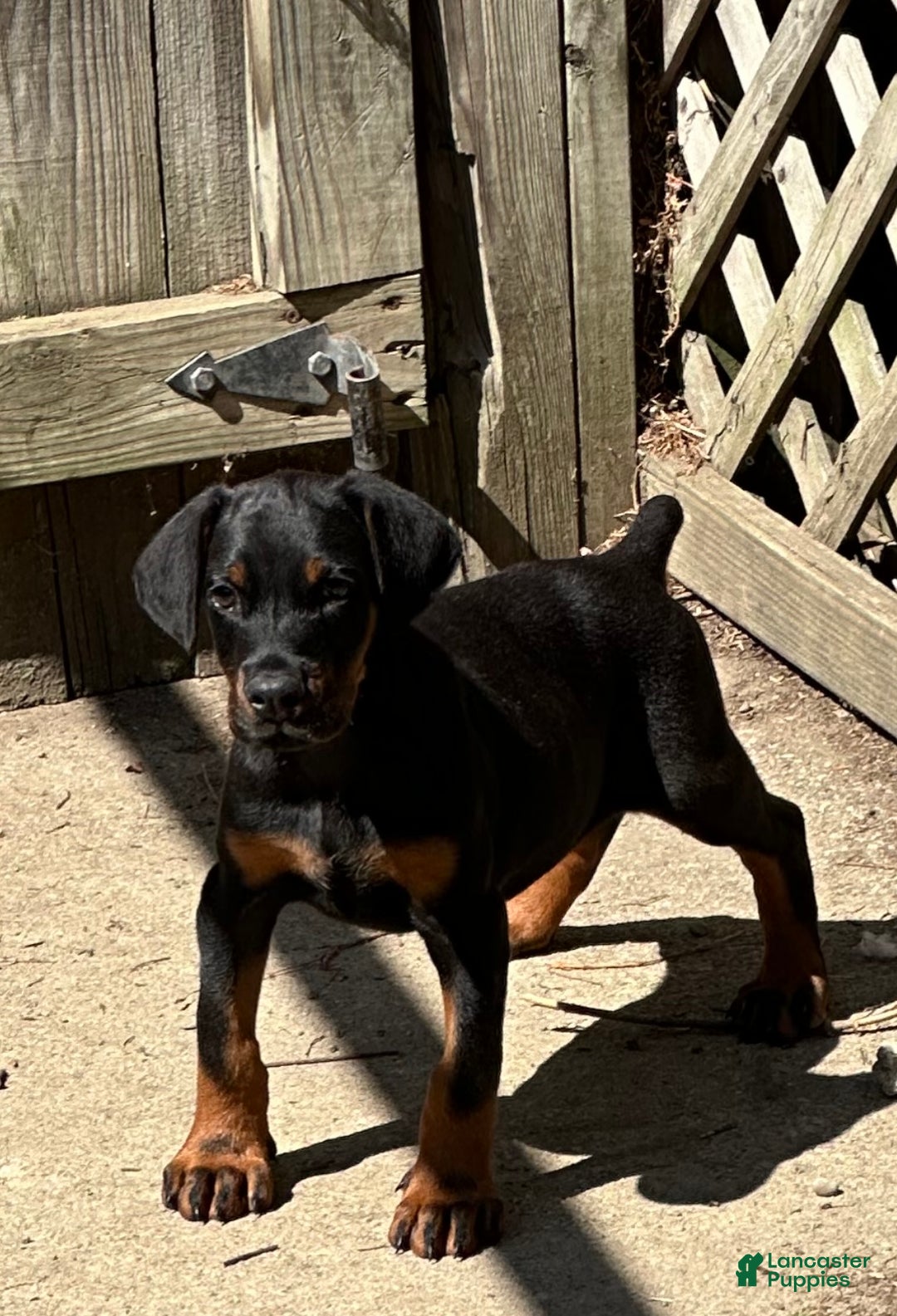 Doberman Pinscher dogs for sale: Doberman Pinscher Puppy pure European male beautiful  - Ad 1