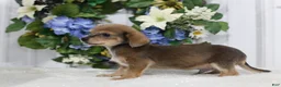 Chihuahua dogs for sale: Asher - Ad 2