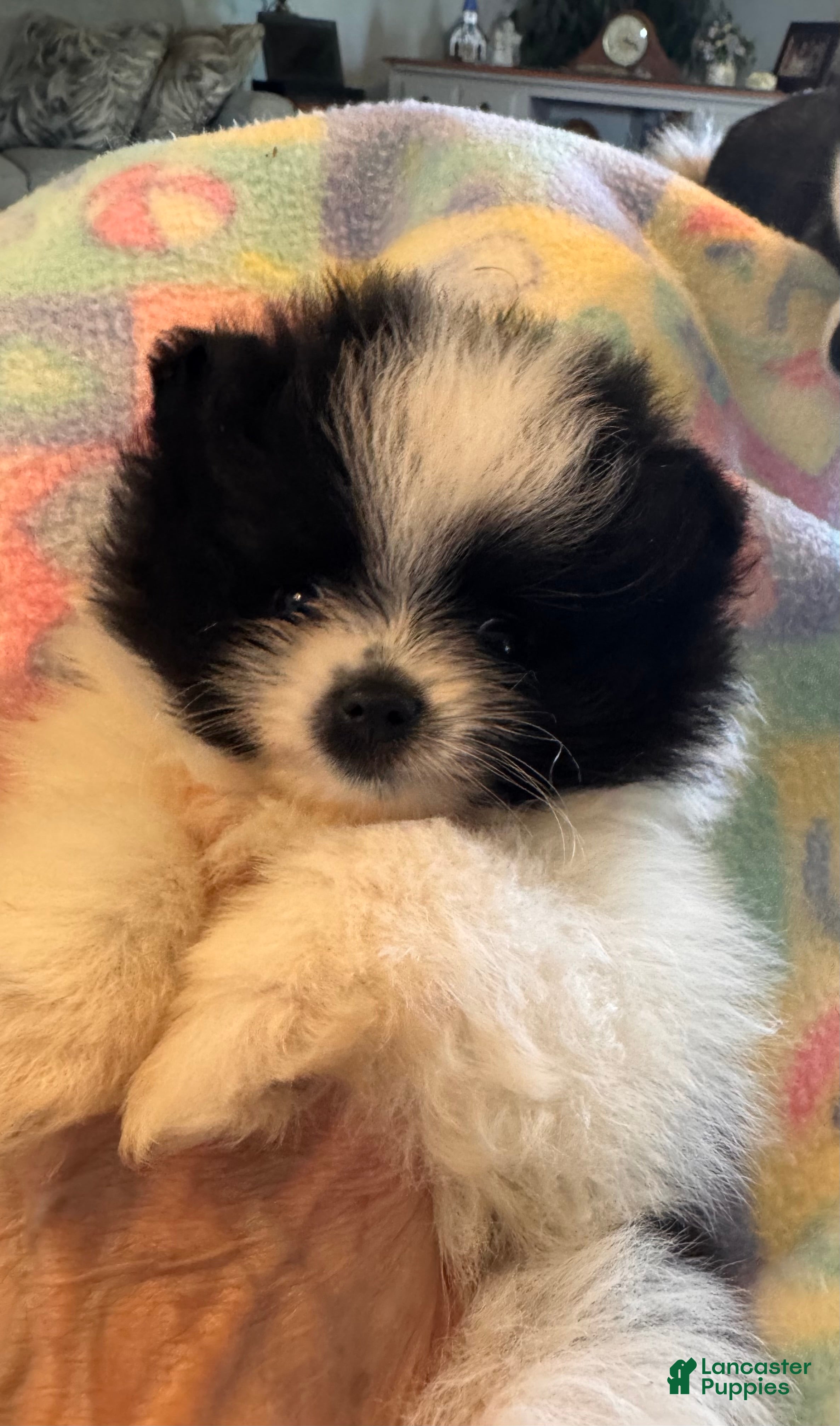 Pomeranian dogs Patti - Ad 2