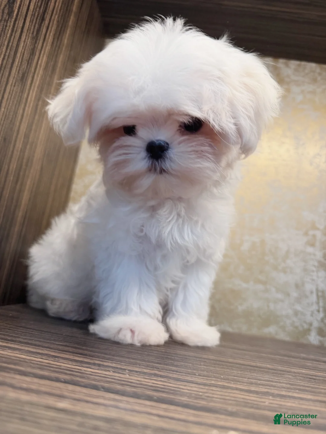 Maltese dogs for sale: Kiwi - Ad 9