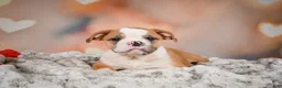 English Bulldog dogs for sale: English Bulldog 1 - Ad 11