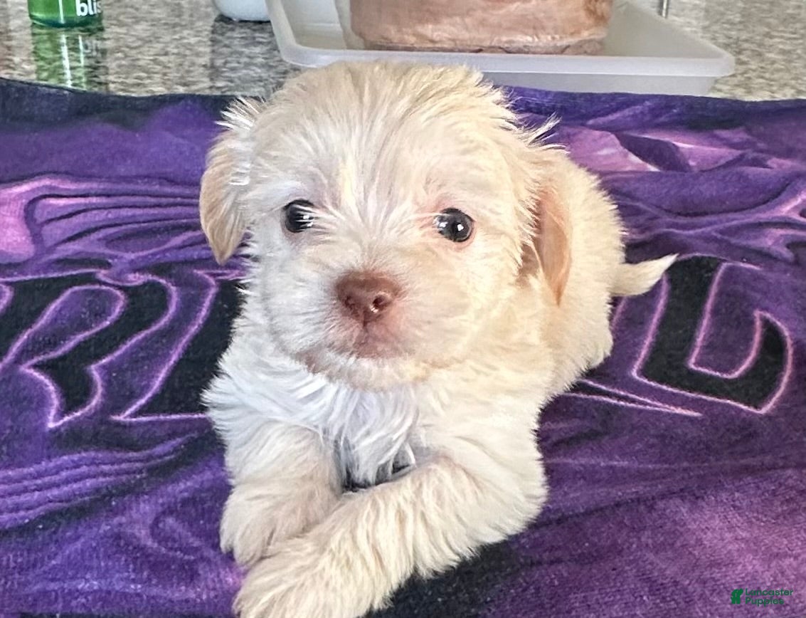 Mixed Breed dogs Max - Ad 1