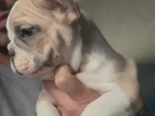 French Bulldog dogs for sale: Pretty Girl - Ad 3