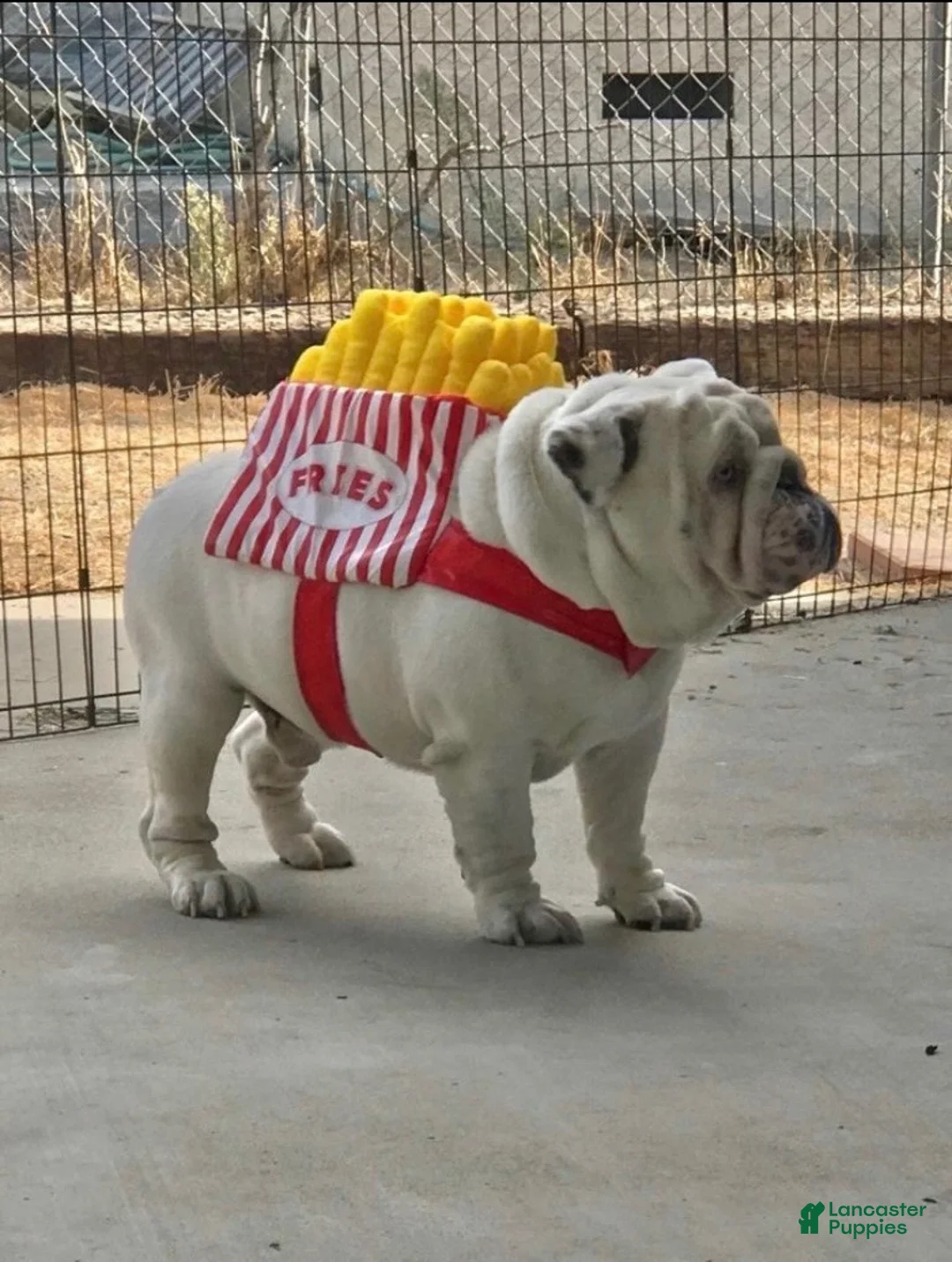 English Bulldog dogs for sale: Dax boy - Ad 6