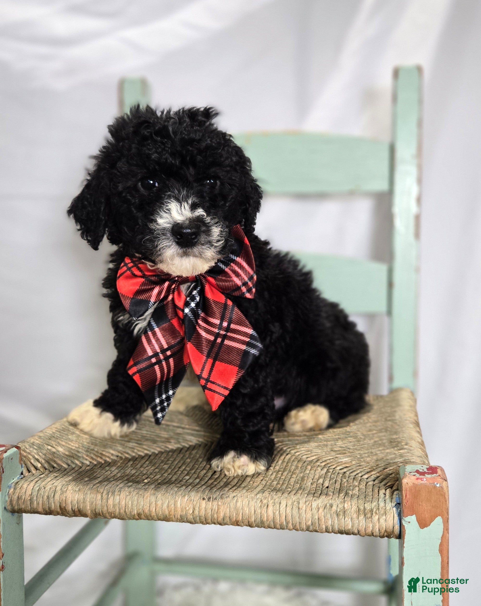 Mini Sheepadoodle dogs Lucky - Ad 1