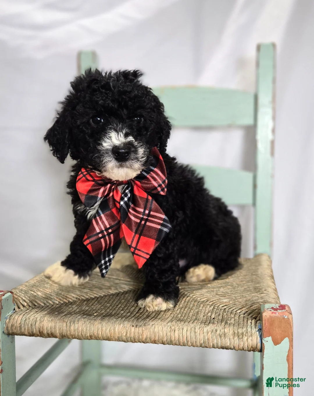 Mini Sheepadoodle dogs for sale: Lucky - Ad 1